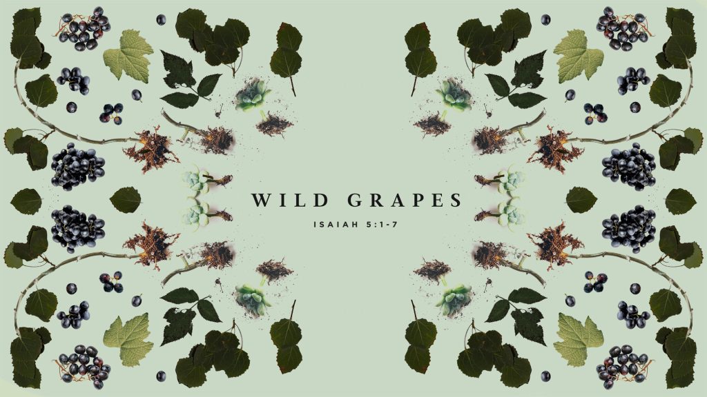 Wild Grapes (Isaiah 5:1-7)